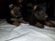 German Shepherd Puppies for sale in Blaine, WA, USA. price: $650