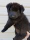 German Shepherd Puppies for sale in Lexington, NC, USA. price: $600