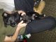 German Shepherd Puppies for sale in Michigan Ave, Inkster, MI 48141, USA. price: $200