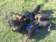German Shepherd Puppies for sale in Orleans, IN 47452, USA. price: NA