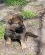 German Shepherd Puppies for sale in Rice, TX 75155, USA. price: NA
