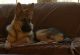 German Shepherd Puppies for sale in Fredericksburg, VA 22401, USA. price: $800