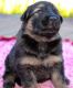 German Shepherd Puppies for sale in Navarre, FL 32566, USA. price: $1,000