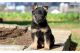 German Shepherd Puppies for sale in IL-59, Plainfield, IL, USA. price: NA