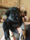 German Shepherd Puppies for sale in Shallotte, NC, USA. price: NA