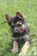 German Shepherd Puppies for sale in Douglas, GA, USA. price: NA