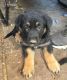 German Shepherd Puppies for sale in Livermore, CA, USA. price: $300