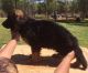 German Shepherd Puppies for sale in Lincolnton, NC 28092, USA. price: $1,500