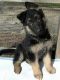 German Shepherd Puppies for sale in Warren, MA, USA. price: NA
