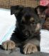German Shepherd Puppies for sale in Warren, MA, USA. price: NA