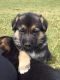 German Shepherd Puppies for sale in Hamilton, MI 49419, USA. price: $950