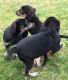 German Shepherd Puppies for sale in Chesterfield Township, MI, USA. price: NA