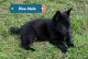 German Shepherd Puppies for sale in Rice, TX 75155, USA. price: NA