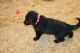 German Shepherd Puppies for sale in Noble, OK, USA. price: $1,500