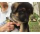 German Shepherd Puppies for sale in US-130, North Brunswick Township, NJ 08902, USA. price: NA