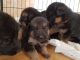 German Shepherd Puppies for sale in Montgomery, AL, USA. price: NA
