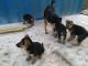 German Shepherd Puppies for sale in Pottsboro, TX 75076, USA. price: NA