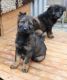 German Shepherd Puppies for sale in Jersey City, NJ, USA. price: NA