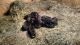 German Shepherd Puppies for sale in Montgomery City, MO 63361, USA. price: NA