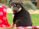 German Shepherd Puppies for sale in Pennsylvania Turnpike, Pennsylvania, USA. price: NA
