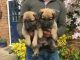 German Shepherd Puppies for sale in California Ave, Joint Base Andrews, MD 20762, USA. price: NA