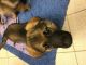 German Shepherd Puppies for sale in Asheville, NC, USA. price: NA