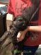 German Shepherd Puppies for sale in Crowell, TX 79227, USA. price: NA