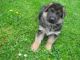 German Shepherd Puppies for sale in Calvert, AL 36560, USA. price: $350