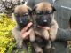 German Shepherd Puppies for sale in 200 N Spring St, Los Angeles, CA 90012, USA. price: NA