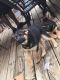 German Shepherd Puppies for sale in Woodbridge, VA 22192, USA. price: $650