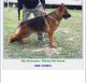 German Shepherd Puppies for sale in 725 1st St, Quemado, TX 78877, USA. price: NA