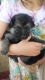 German Shepherd Puppies for sale in Liberty Hill, TX 78642, USA. price: NA