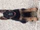 German Shepherd Puppies for sale in Magnolia, TX 77355, USA. price: $1,500