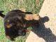 German Shepherd Puppies for sale in Magnolia, TX 77355, USA. price: $2,300