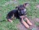 German Shepherd Puppies for sale in Klamath Falls, OR, OR, USA. price: NA