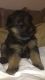 German Shepherd Puppies for sale in Pocatello, ID, USA. price: NA