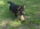 German Shepherd Puppies for sale in Basking Ridge, NJ 07920, USA. price: NA