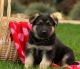 German Shepherd Puppies for sale in PA-18, Albion, PA, USA. price: NA