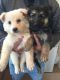 German Shepherd Puppies for sale in Ann Arbor, MI, USA. price: NA