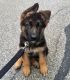 German Shepherd Puppies for sale in New Orleans, LA, USA. price: $400