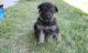 German Shepherd Puppies for sale in Reading, PA 19605, USA. price: NA