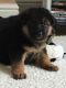 German Shepherd Puppies for sale in Lake Cormorant, Mississippi 38641, USA. price: $300