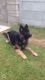 German Shepherd Puppies for sale in St Paul, MN, USA. price: NA