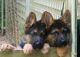German Shepherd Puppies for sale in Lewis Center, OH, USA. price: NA
