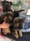 German Shepherd Puppies for sale in Bloomfield Ave, Bloomfield, CT 06002, USA. price: NA