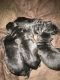 German Shepherd Puppies for sale in Delaware, OH 43015, USA. price: NA