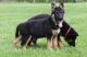 German Shepherd Puppies for sale in Escondido, CA, USA. price: $650