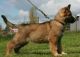 German Shepherd Puppies for sale in NJ-3, Clifton, NJ, USA. price: $400