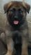 German Shepherd Puppies for sale in Elberton, GA 30635, USA. price: NA