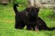 German Shepherd Puppies for sale in Belle Vernon, PA 15012, USA. price: NA